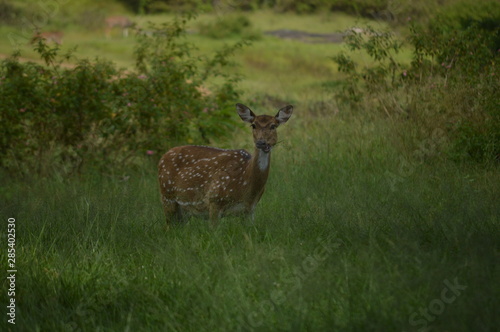 deers 