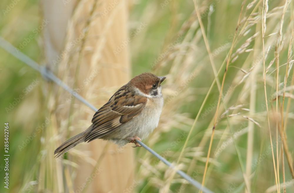 Fototapeta premium A rare cute baby Tree Sparrow, Passer montanus, perching on a wire fence. It is waiting for one of its parents to come back and feed it.