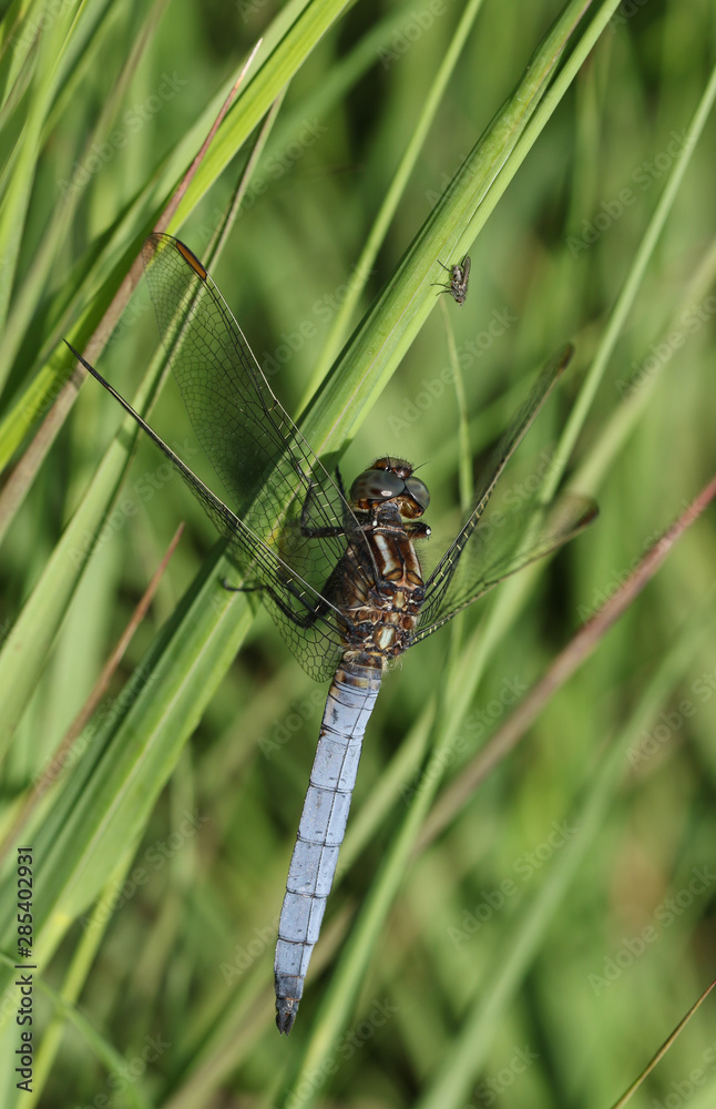 A pretty Keeled Skimmer Dragonfly, Orthetrum coerulescens, perching on grass with a fly sitting just above its head on the grass.