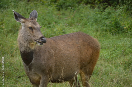 deer 