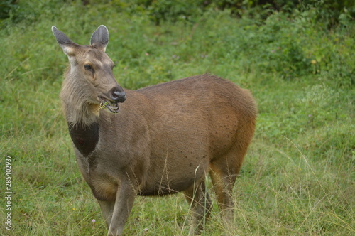 deer 