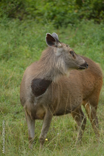 deer 