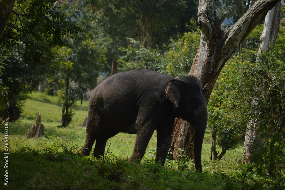 Fototapeta premium elephant 