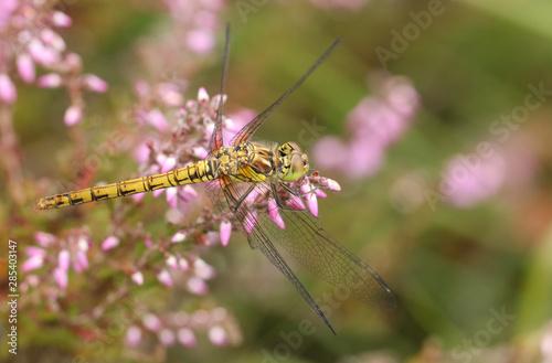 A hunting Common Darter, Sympetrum striolatum, perching on a flowering Heather plant. photo