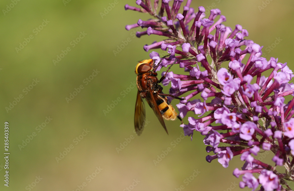 A large hornet mimic Hoverfly, Volucella zonaria, nectaring on a Buddleia flower. A large hornet mimic Hoverfly, Volucella zonaria, nectaring on a Buddleia flower.