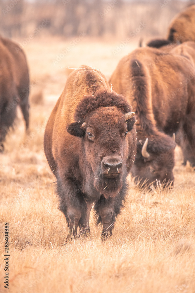 American Bisons in Colorado American Bisons in Colorado