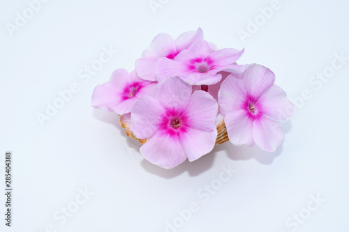 Romantic concept with phlox flowers