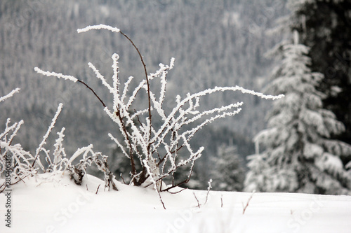 snowy bushes and nature landscape © CemalFatih