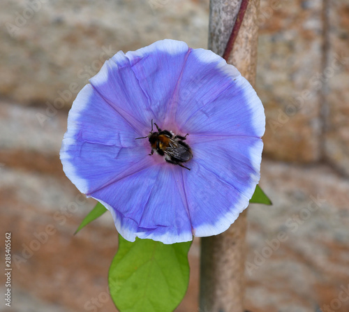 Trichterwinde; Dreifarbige Prunkwinde; Ipomoea purpurea photo