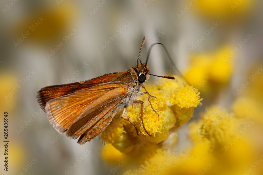 Obraz premium Dickkopffalter (Hesperiidae) Schmetterling sitzt auf gelber Blüte