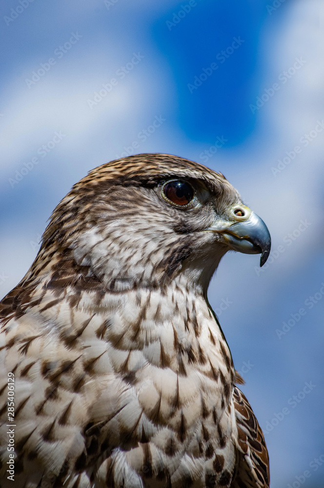 Praire Falcon Portrait Praire Falcon Portrait
