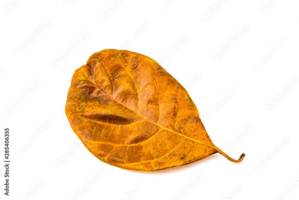 Dry leaf of Jackfruit texture