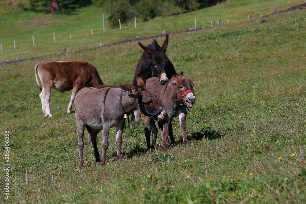 Hausesel (Equus asinus asinus) bei Paarung auf Weide Hausesel (Equus asinus asinus) bei Paarung auf Weide