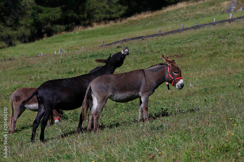Zwei Hausesel   Equus asinus asinus  auf Weide