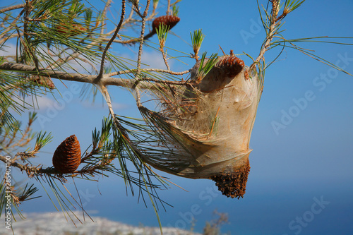 Nest der Kiefern Prozessionsspinner Raupen (Thaumetopoea pinivora)   photo