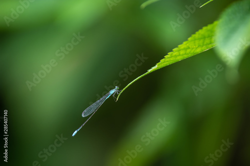 ホソミイトトンボ