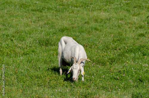 Cabra adulta blanca paciendo en un campo de hierba verde photo