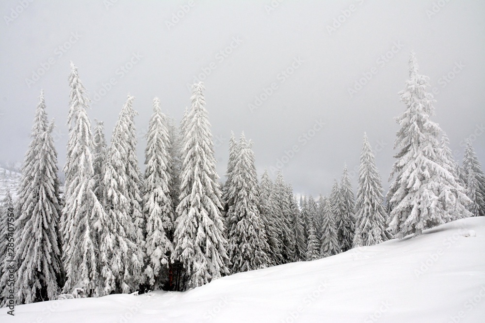 Naklejka premium a fir forest in winter