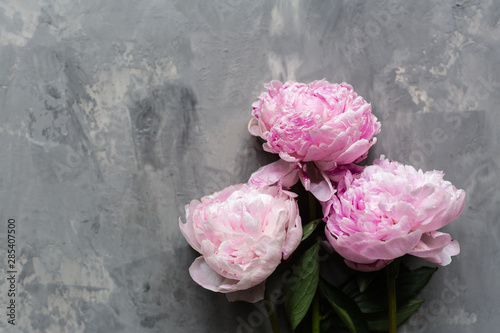 Beautiful pink peony flowers on gray concrete background, copy space for your text, top view, flat lay style. Happy mothers day greeting card mockup. International Woman Day. Valentines day template
