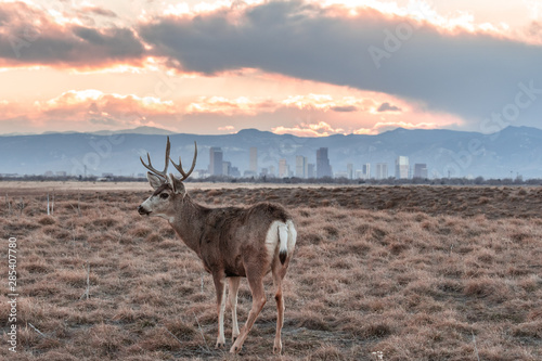 Deer against a background of Denver skyline