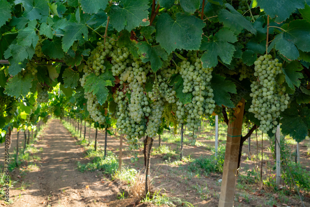 Vineyard with growing white wine grapes in Lazio, Italy Vineyard with growing white wine grapes in Lazio, Italy