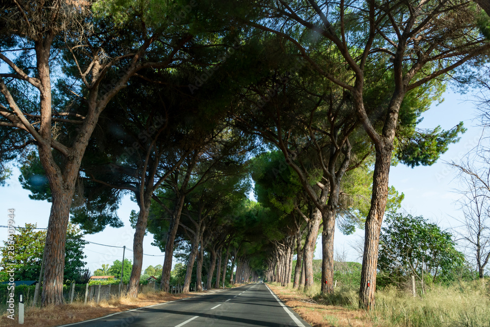 Scenic driving on new via Appia road S7 with high green  mediterranean pine trees connected Rome, Latina and Terracina
