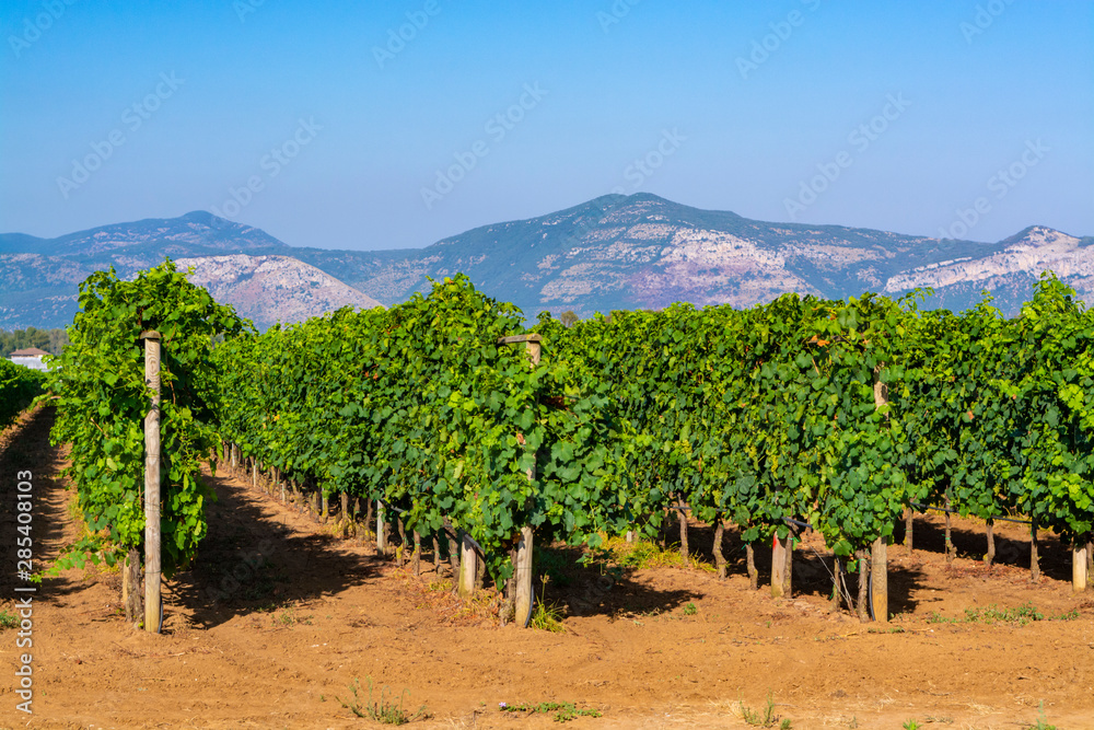 Vineyard with growing red wine grapes in Lazio, Italy