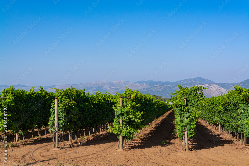 Vineyard with growing red wine grapes in Lazio, Italy
