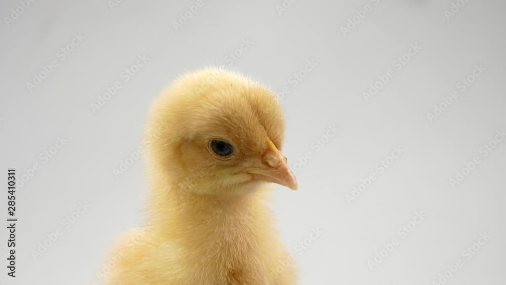 chick on a white background Agriculture, farm and Livestock Concept chick on a white background Agriculture, farm and Livestock Concept