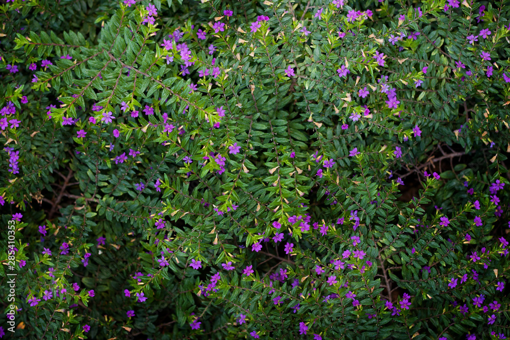 Garden plant with blue flowers. Exotic plant. Botanical background Garden plant with blue flowers. Exotic plant. Botanical background