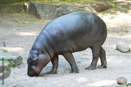 a pygmy hippopotamus