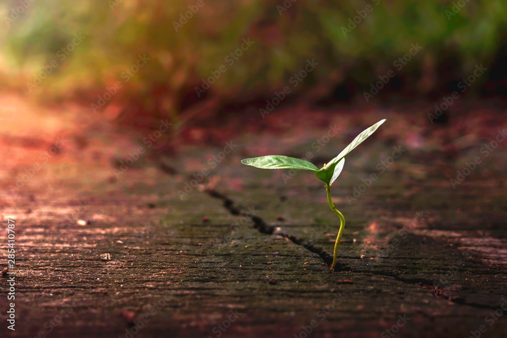 Plant growth that occurs between the cracks of the cement floor Plant growth that occurs between the cracks of the cement floor