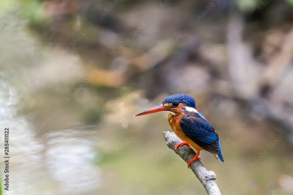 Blue-eared Kingfisher (Alcedo meninting) perched and resting
