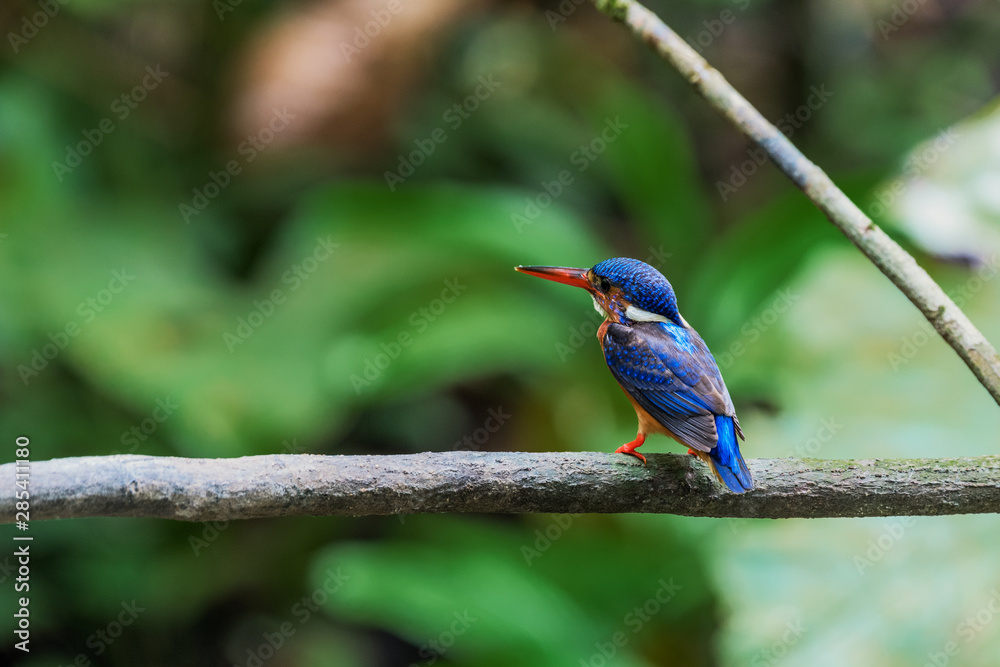 Blue-eared Kingfisher (Alcedo meninting) perched and resting Blue-eared Kingfisher (Alcedo meninting) perched and resting