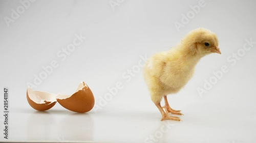 Chicken from the egg on a white background Agriculture, farm and Livestock Concept