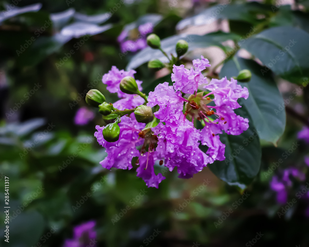 flowers in the garden flowers in the garden