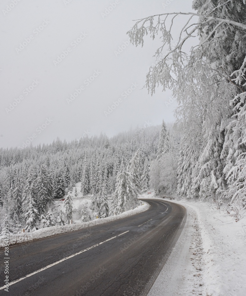 Obraz premium winter landscape with road among the trees