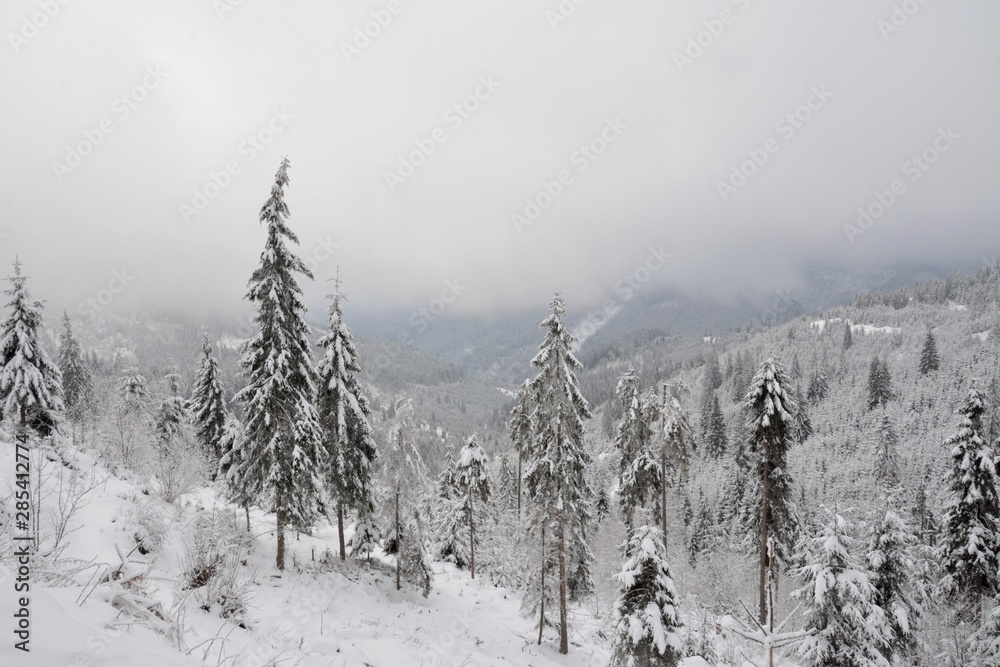 Fototapeta premium winter landscape with pine forest covered with snow