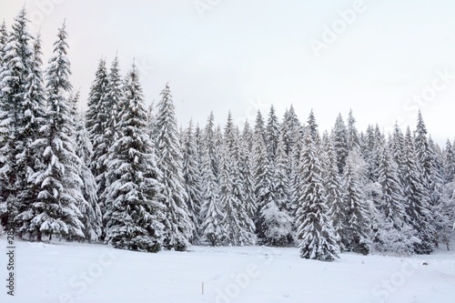 a fir forest in winter © sebi_2569