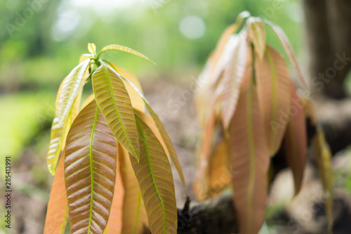 beautiful nature, Young leaves of mango fruit on the tree.