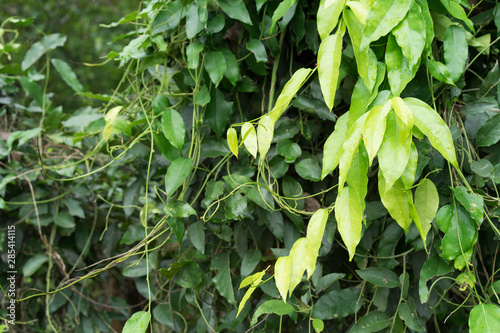 Vegetable, Healthy Foods and Herbal Medicines. Fresh Tiliacora triandra or Herb Bai Ya Nang, Leaves on the Branch