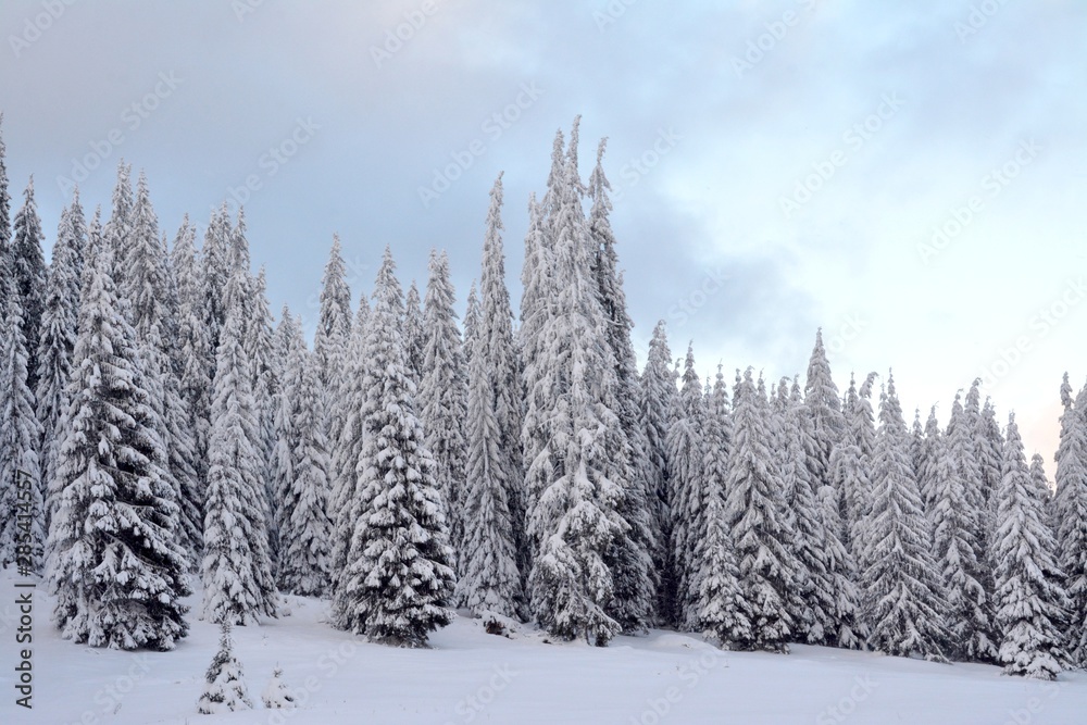 a fir forest in winter