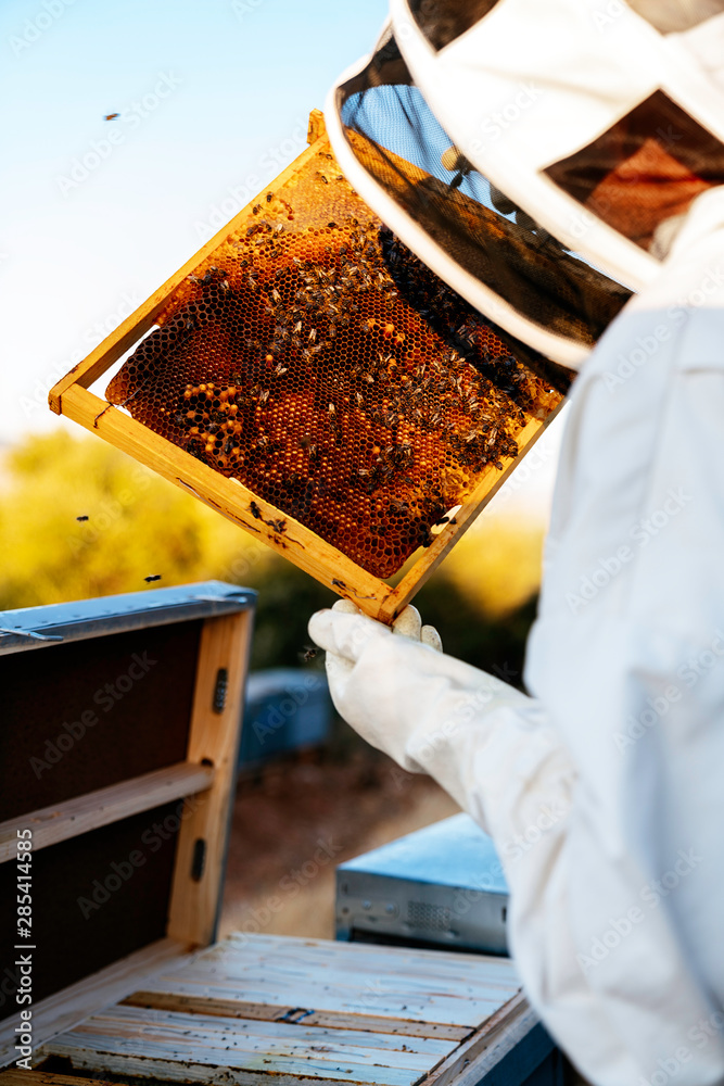 Beekeeper working collect honey Beekeeper working collect honey