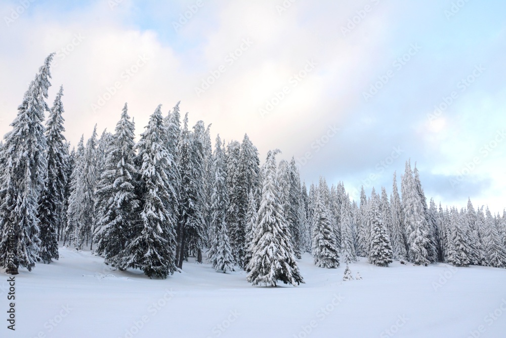 Obraz premium winter landscape with pine forest covered with snow
