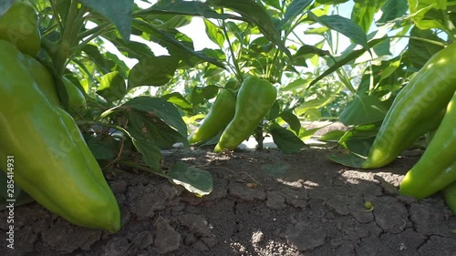 Young green bell peppers growing on a branch. Fresh organic vegetables