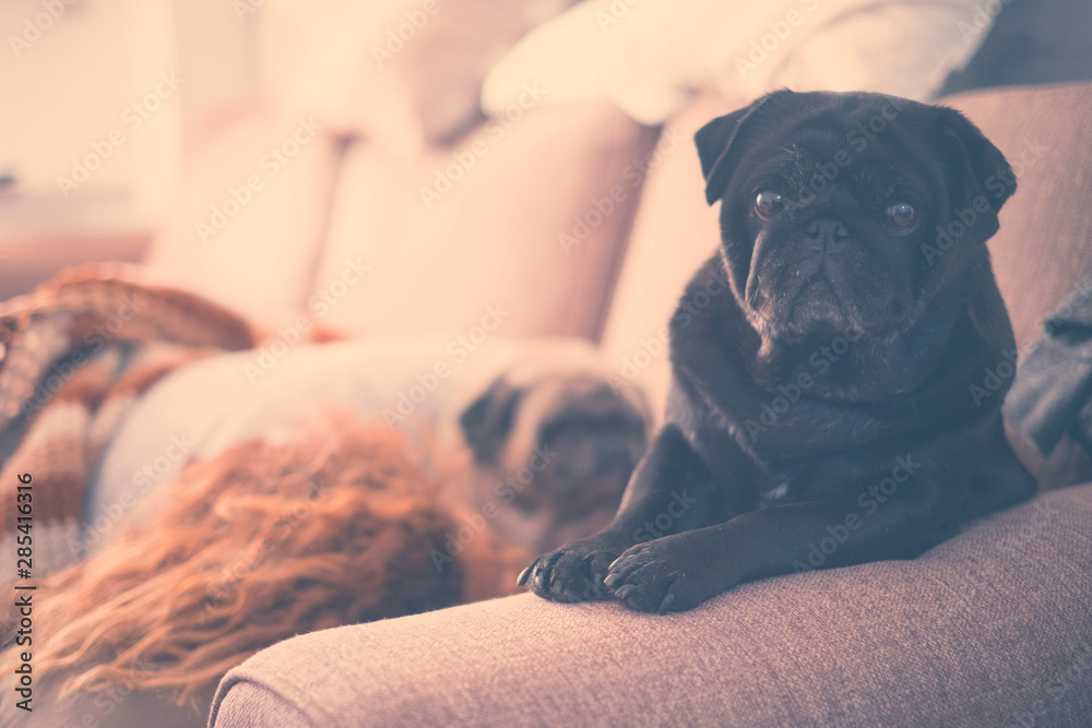 dog sitting on the sofa after wake up looking at the camera with a woman and another white dog sleeping in the backgroung at the morning - canine and beautiful pug