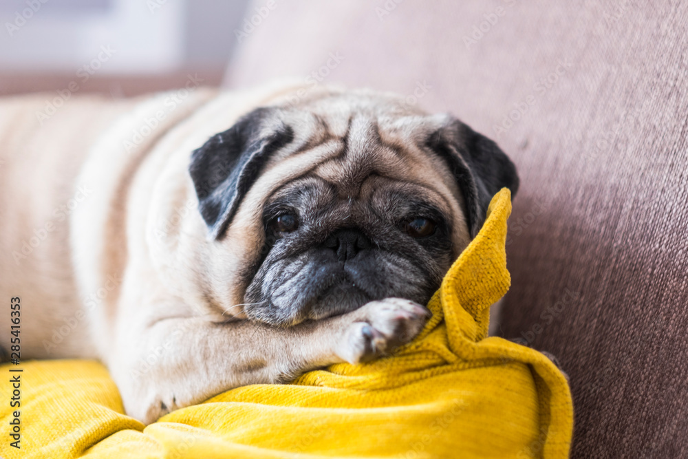 beautiful pug looking at the camera lying down on the sofa sleeping isolated and alone - white dog and canine animal happy and curiosed