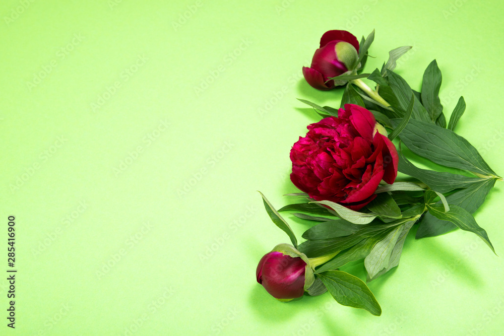 Obraz Piwonie kwitną na zielonym tle z kopii przestrzenią.