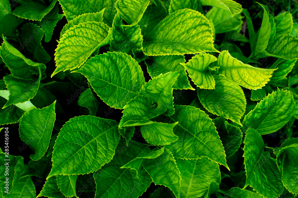 Fresh green leaves background. Top view. Fresh green leaves background. Top view.