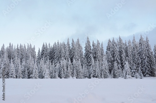 landscape with a pine forest in winter